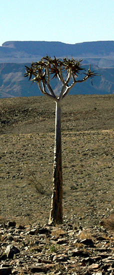Namibia: Einzelbaum im Trockengebiet Foto: Wüstenbaum
